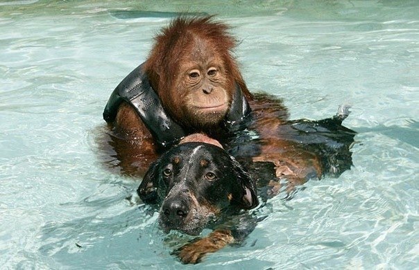 Орангутан и собака